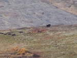 MuskOxHerd01.jpg