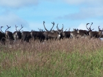 Reindeer.sized.jpg