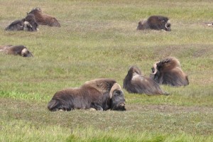 Musk Oxen relaxing.  